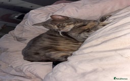 Bengal cats for sale: Full bengal kittens - Image 7