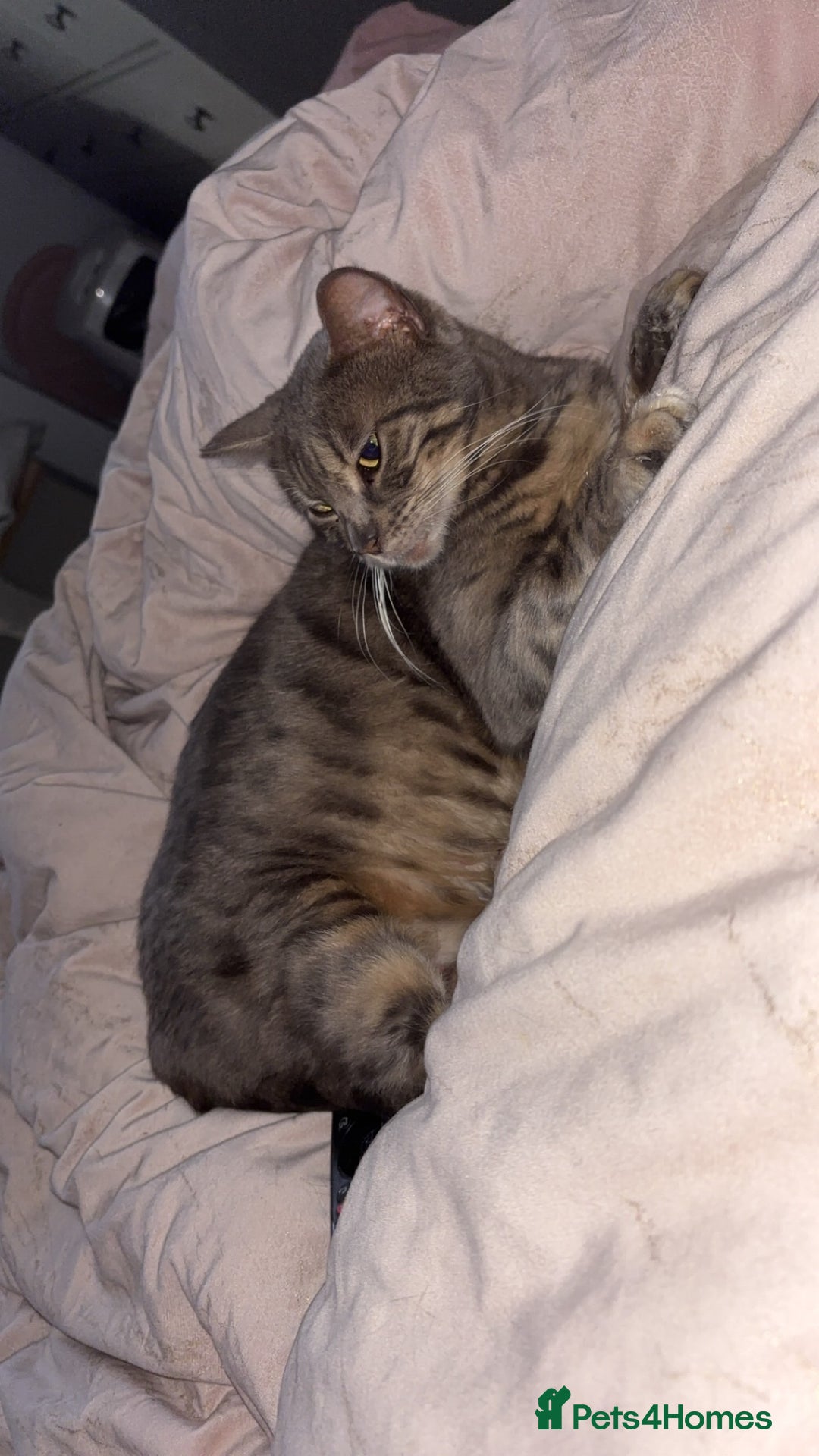 Bengal cats for sale: Full bengal kittens - Image 7