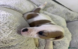 Staffordshire Bull Terrier dogs for sale: Ready now !! - Image 24
