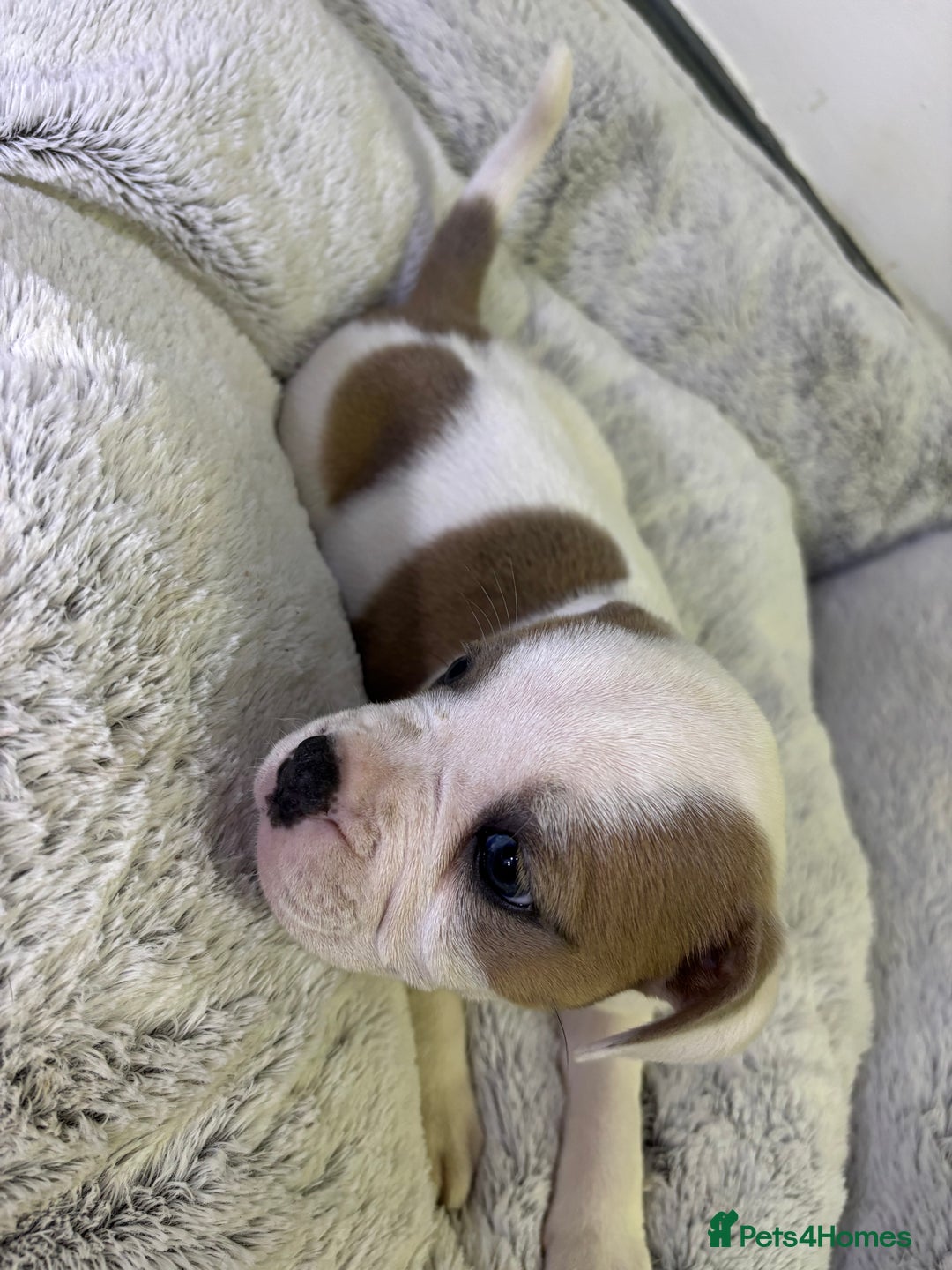 Staffordshire Bull Terrier dogs for sale: Ready now !! - Image 24