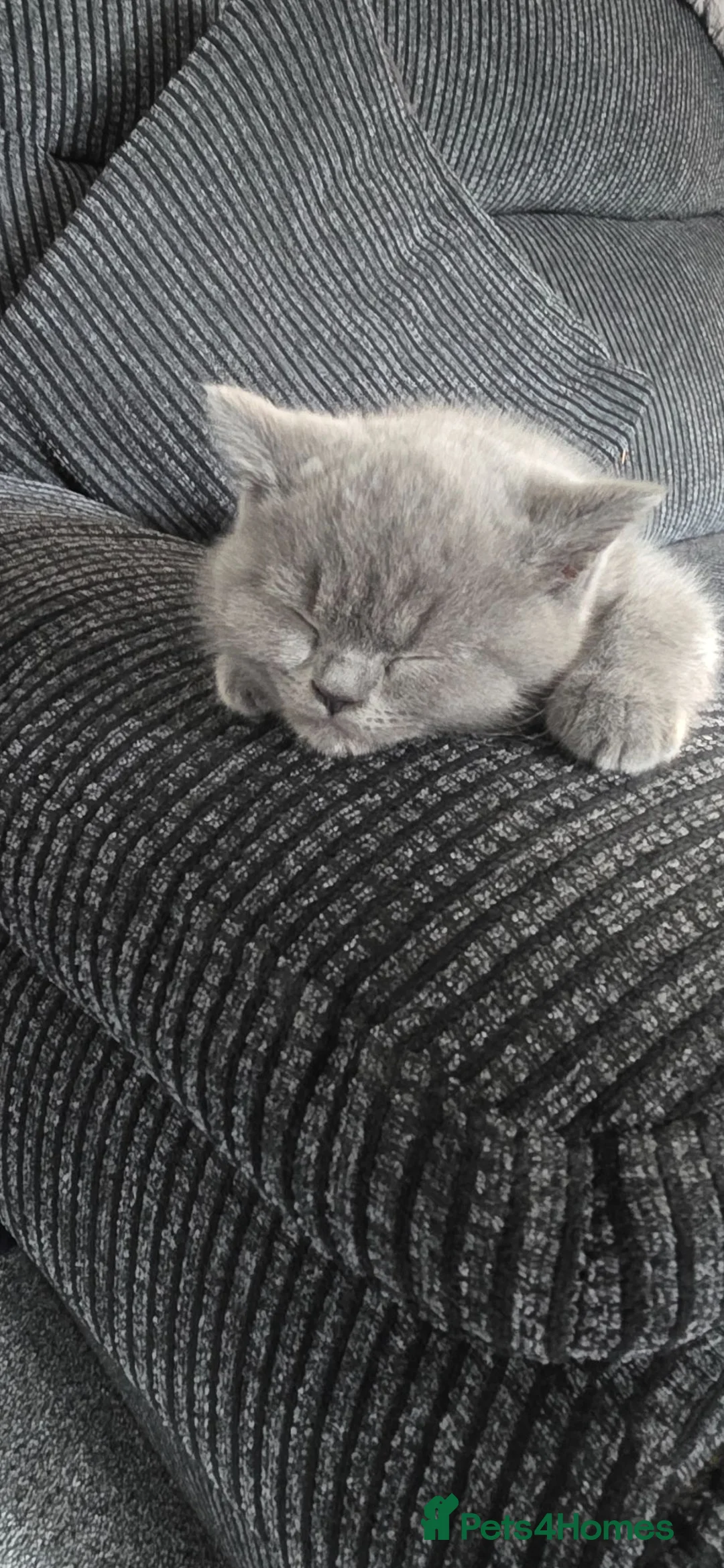 British Shorthair cats for sale: Beautiful British Short Hair Kittens - Advert 2