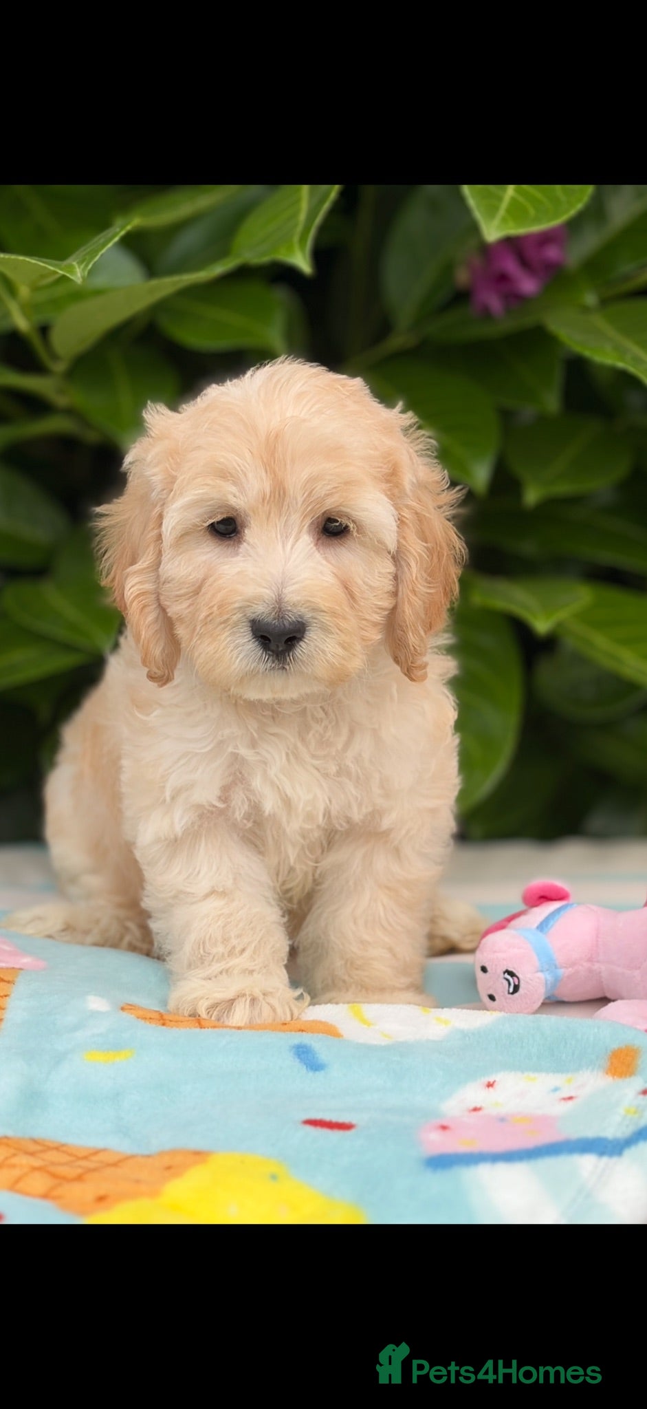 Cockapoo dogs 🌸 READY NOW SHOW QUALITY TOY F1 COCKERPOOS 🌸 - Advert 2
