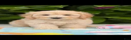 Cockapoo dogs for sale: 🌸 READY NOW SHOW QUALITY TOY F1 COCKERPOOS 🌸 - Advert 4