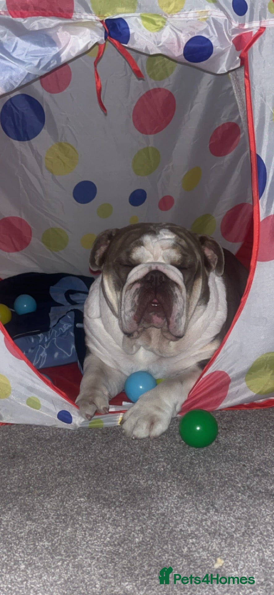 English Bulldog dogs Bruce - Advert 1