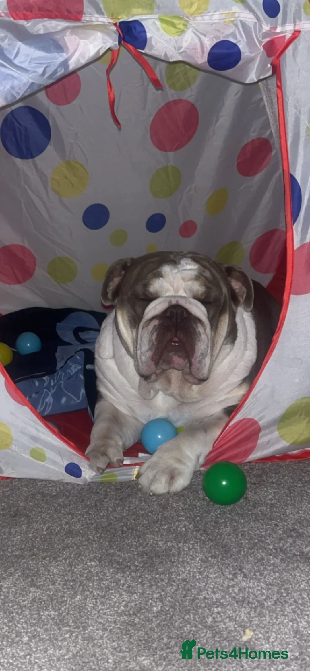 English Bulldog dogs for sale: Bruce in Scunthorpe - Advert 1
