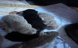 British Shorthair cats for sale: Pure British shorthair kittens  - Advert 12