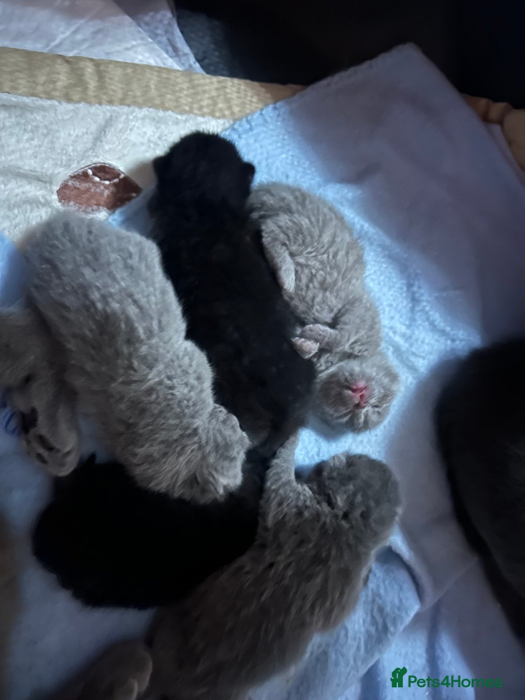 British Shorthair cats for sale: Pure British shorthair kittens  - Advert 12