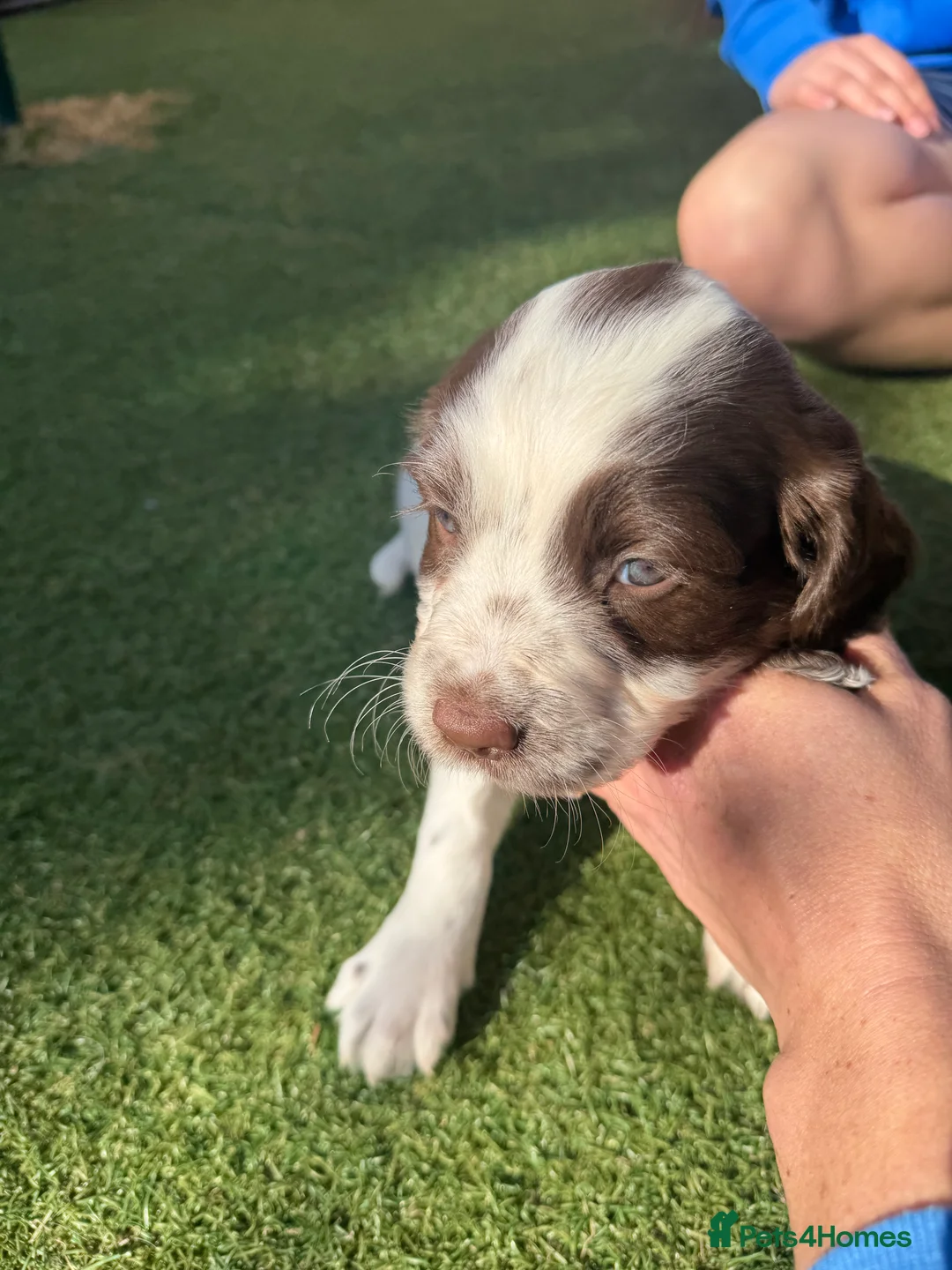 English Springer Spaniel dogs for sale: English Springer Spaniel puppies in Canterbury - Advert 2