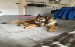 German Shepherd dogs for sale: Rehoming - Image 10