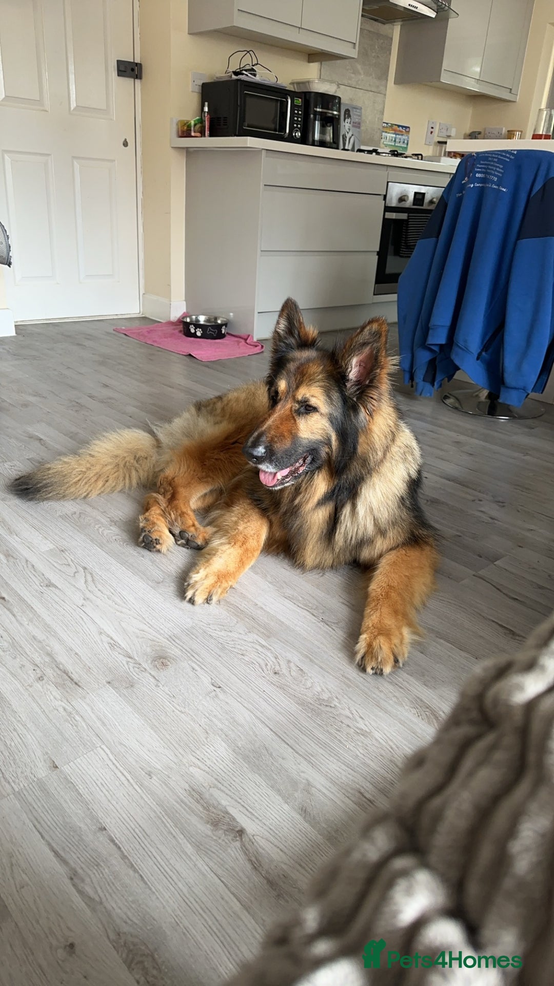 German Shepherd dogs for sale: Rehoming - Image 10