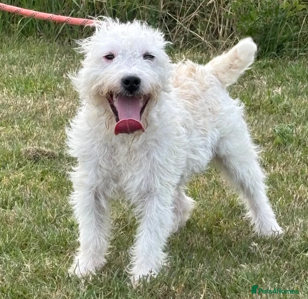 Jack Russell dogs for sale: Jack Russell bitch, 1 year old in Woodbridge - Advert 4