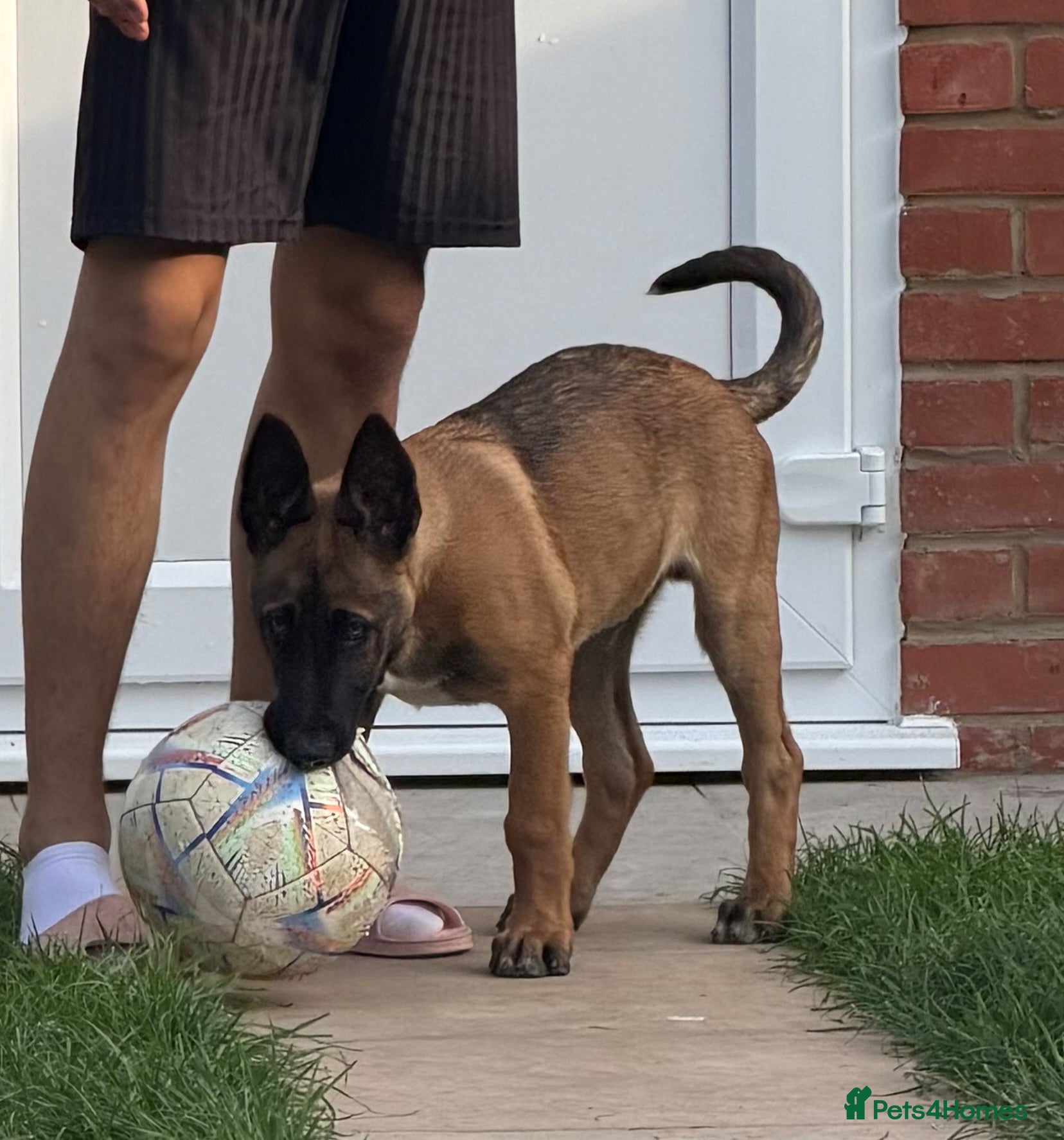 Belgian Shepherd Dog dogs Belgian malinois  - Advert 4