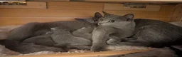 Russian Blue cats for sale: TICA Russian Blue pure Kittens 3 Girls 1 Boy  - Advert 3