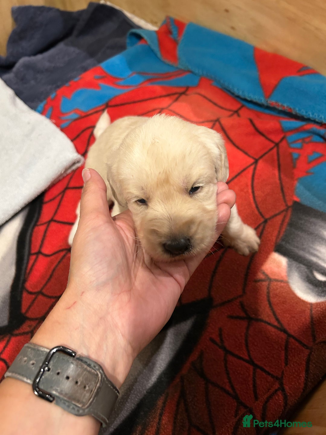 Labradoodle dogs for sale: Gorgeous labradoodle puppy  - Image 16