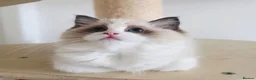 Ragdoll cats for sale: 💓Girl & boy 🩵🏆European Champion lines 💫Tica - Advert 6