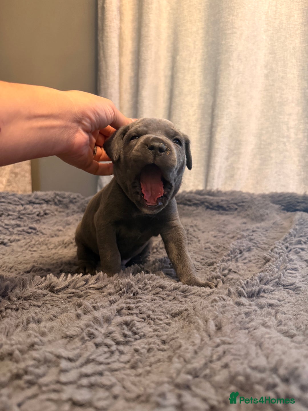 Cane Corso dogs for sale: Exceptional, Champion Bloodline Cane Corso Puppies - Advert 24