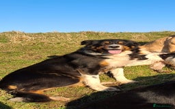 Border Collie dogs for sale: Border collie dog puppy - Image 4