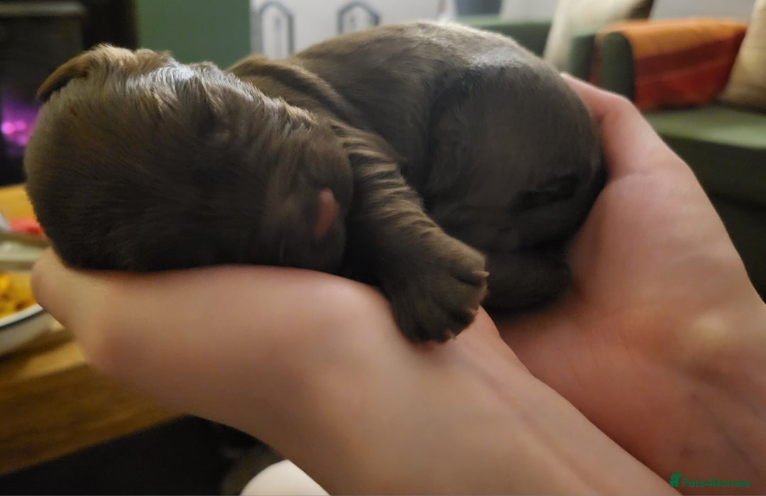 Cocker Spaniel dogs for sale: Working Cocker Spaniel Pups - Advert 14