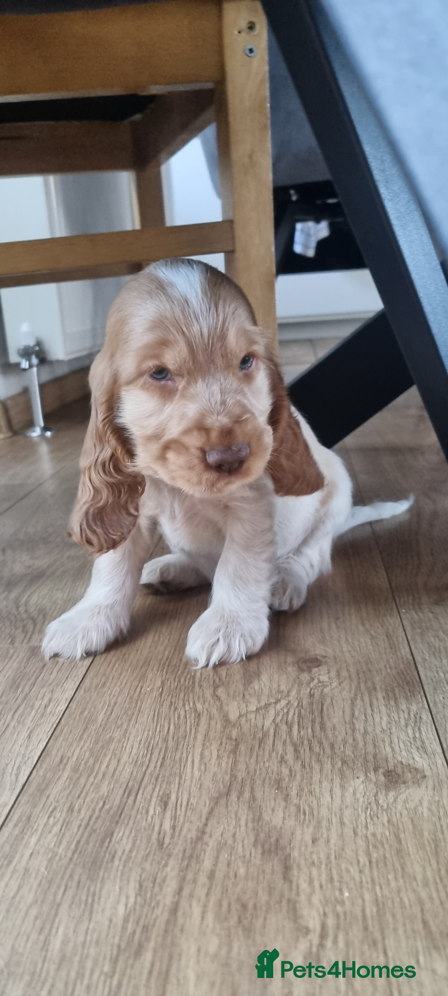 Cocker Spaniel dogs Charming English Show Cocker Spaniel Puppies  - Advert 4