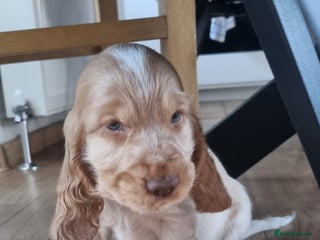 Cocker Spaniel dogs Charming English Show Cocker Spaniel Puppies - Advert 1