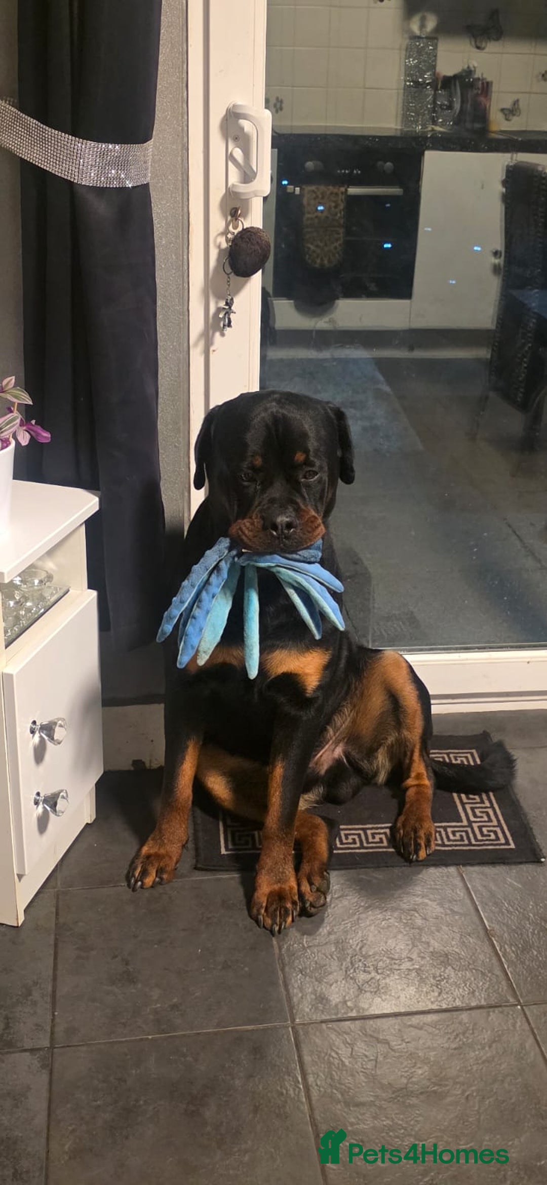 Rottweiler dogs for sale: Rottweiler puppies - ready  **   - Advert 15
