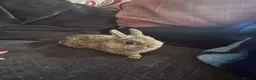 Netherland Dwarf rabbits for sale: Neathland dwalf babies - Advert 6