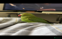 Ringnecks birds for sale: Beautiful Indian Ringneck - Image 3