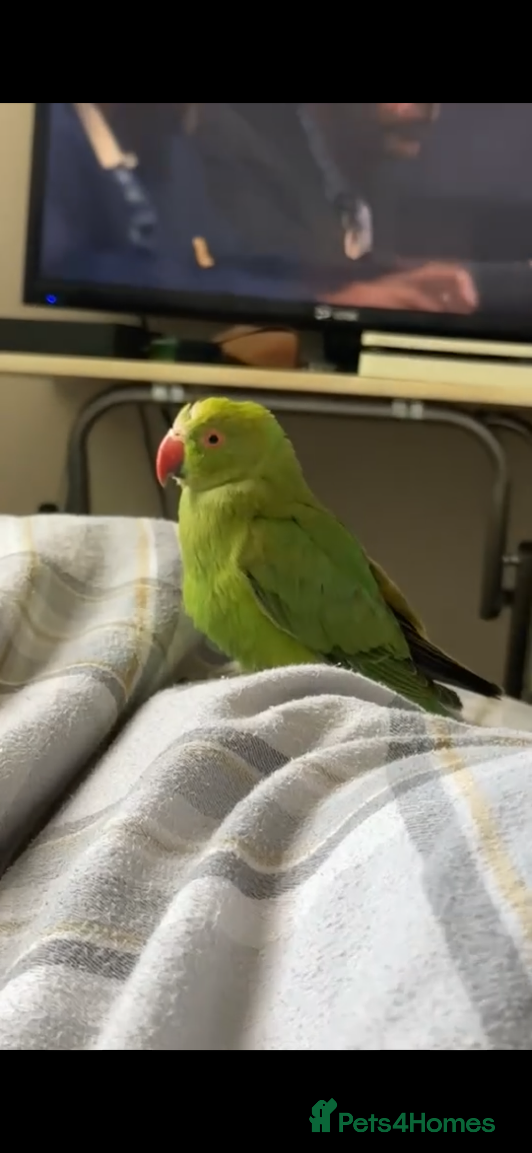 Ringnecks birds for sale: Beautiful Indian Ringneck - Image 3