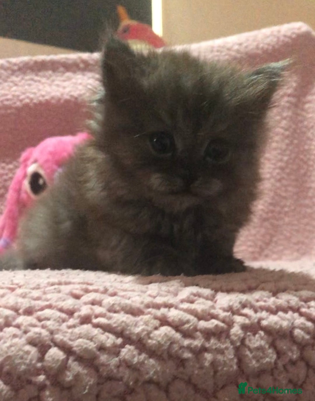 Maine Coon cats for sale: Maine Coon Kittens (Ready in 1 weeks)  - Image 5