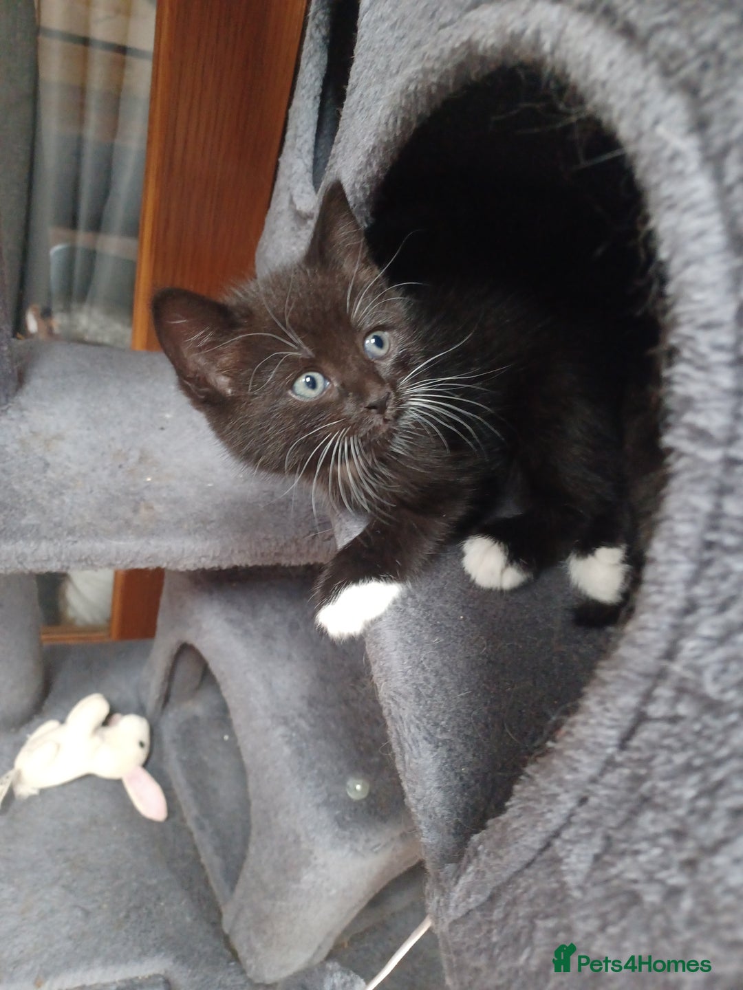 Mixed Breed cats for sale: Adorable cuddly kittens - Advert 9