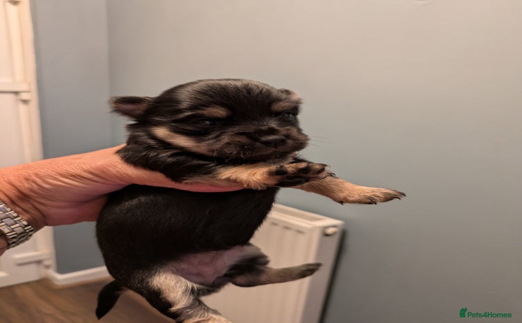 Chihuahua dogs - Advert 2