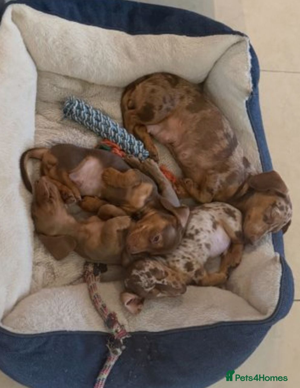 Miniature Dachshund dogs Beautiful Miniature Dachshund Puppies for Sale. - Advert 1