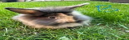 Lionhead rabbits for sale: Lionhead Rabbits for sale  - Advert 1