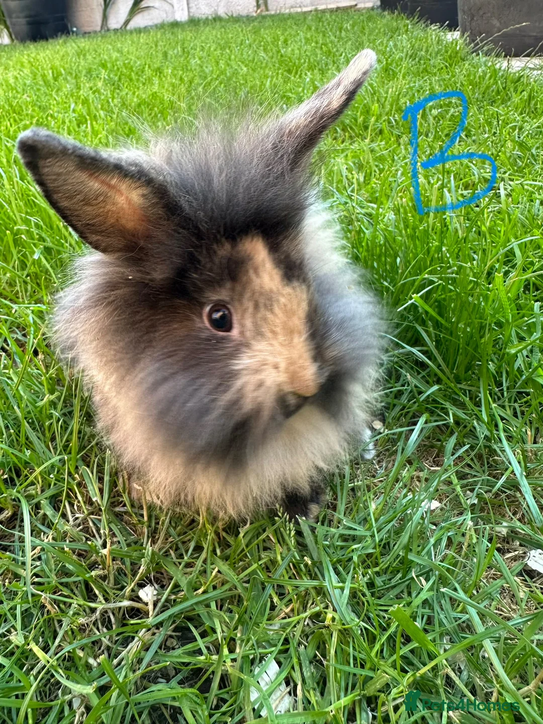 Lionhead rabbits for sale: Lionhead Rabbits for sale  - Advert 1