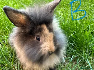 Lionhead rabbits for sale: Lionhead Rabbits for sale - Advert 1