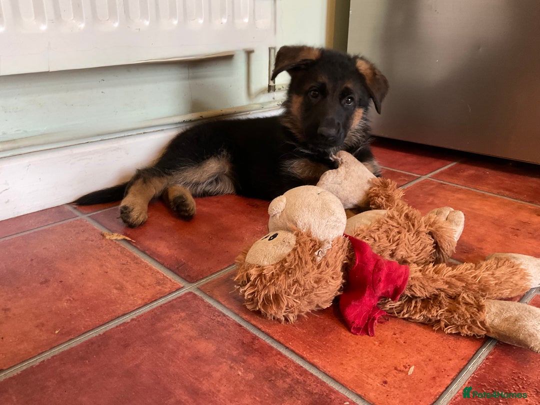German Shepherd dogs for sale: 25 years experience  breeding German Shepherds - Image 16