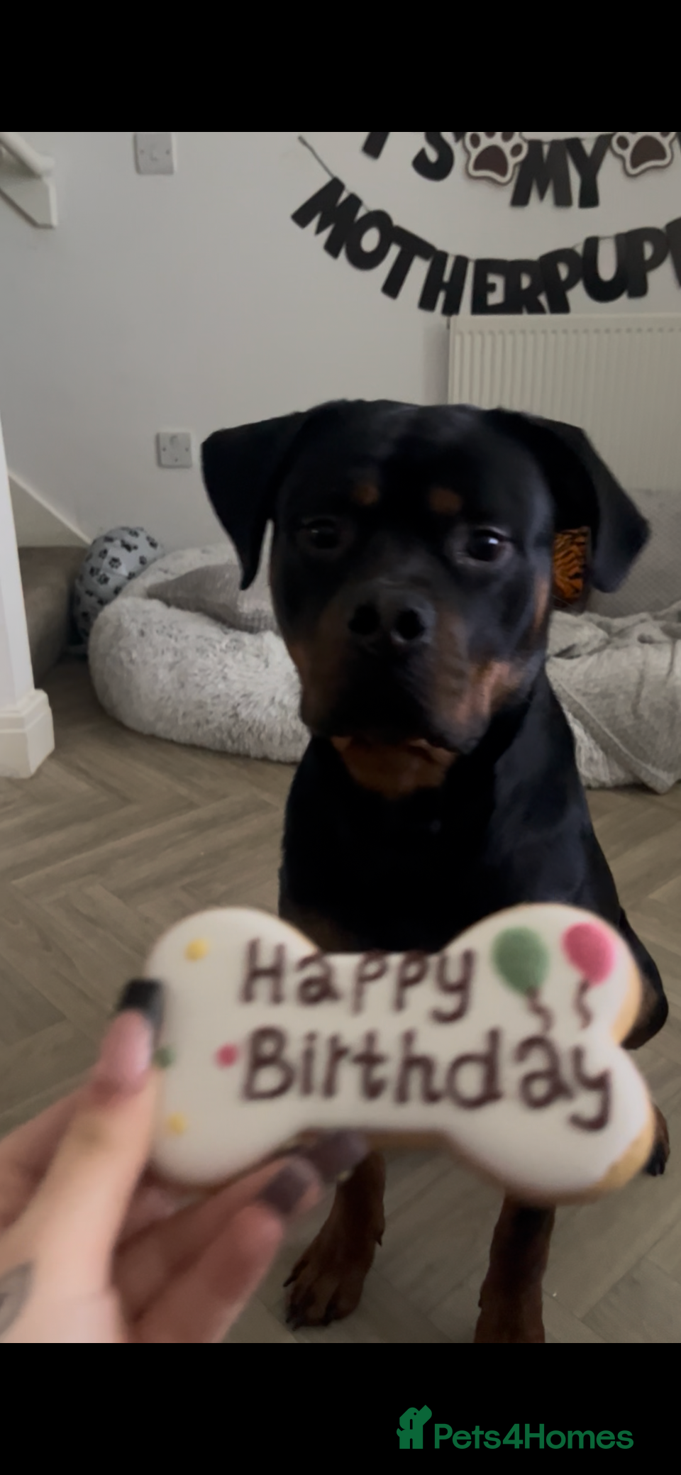 Mixed Breed dogs 1 year old Male Rottweiler  - Advert 1