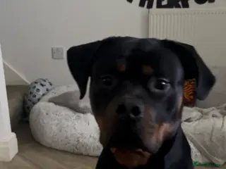 Mixed Breed dogs 1 year old Male Rottweiler - Advert 16