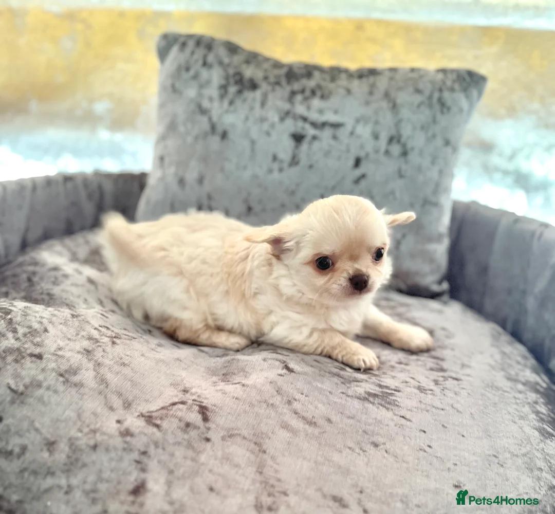 Chihuahua dogs for sale: Long coat cream chihuahua make champ lines Kc reg - Advert 8