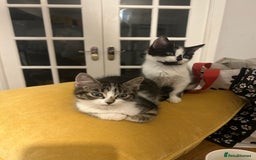 Mixed Breed cats for sale: Kittens - Image 2
