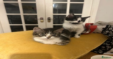 Mixed Breed cats - Advert 2