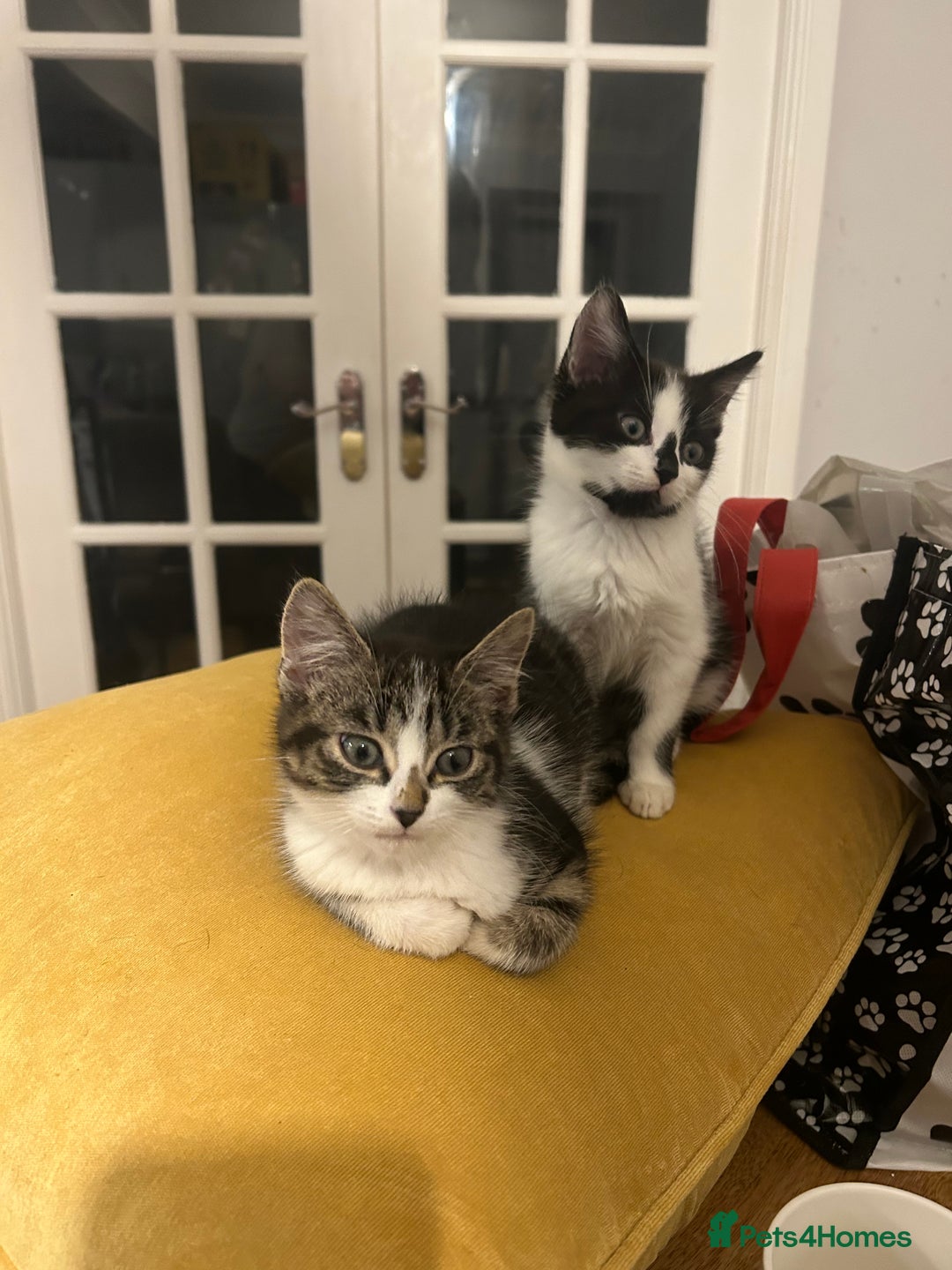 Mixed Breed cats for sale: Kittens - Image 2