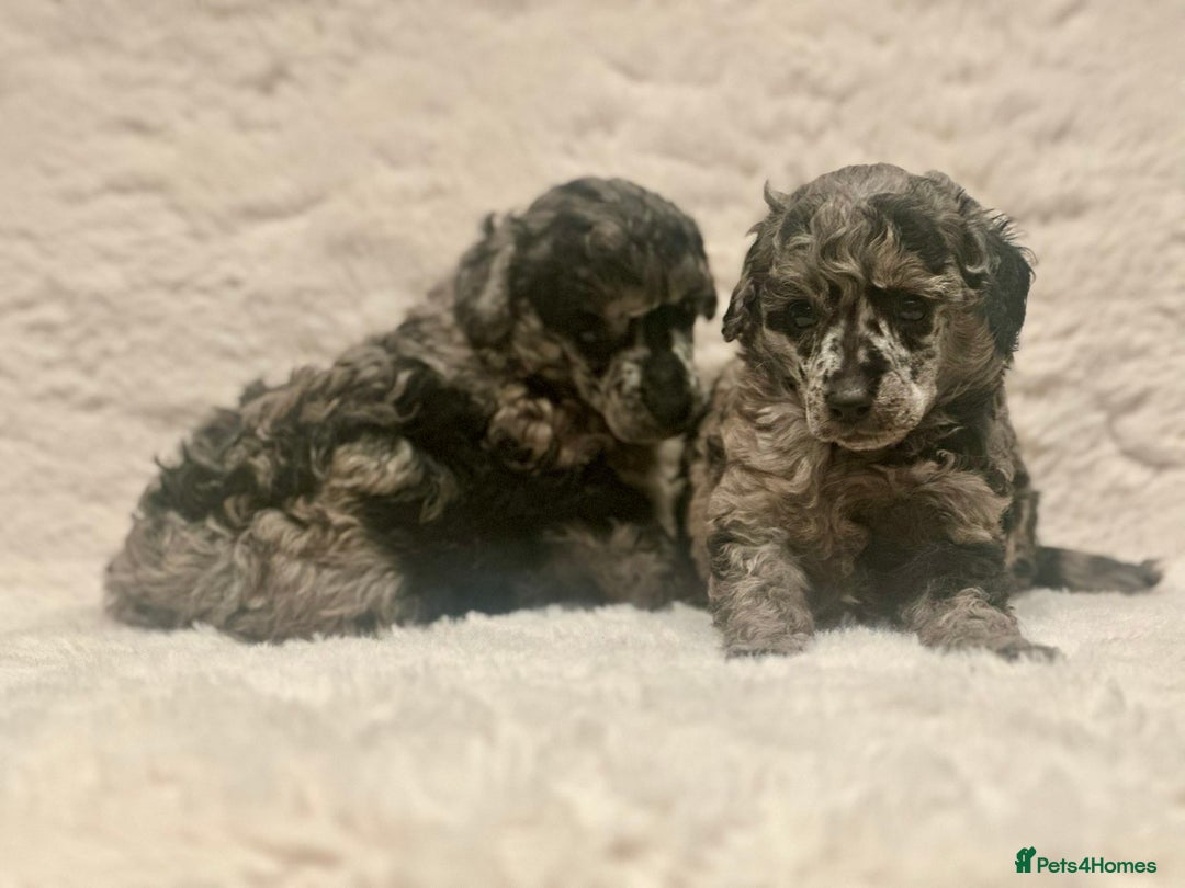 Miniature Poodle dogs for sale: Miniature poodle puppies  - Image 8