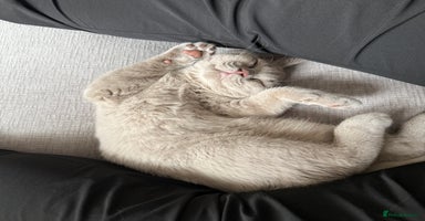 British Shorthair cats - Advert 12