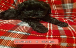 Shihpoo dogs for sale: 6 Georgeous Shipoo Teddy pups - Image 7