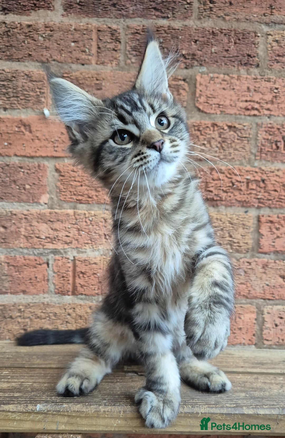 Maine Coon cats for sale: 2 Boys 3 girls Maine Coones kittens - Advert 19
