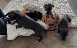 Whippet dogs for sale: KC Whippet Puppies - Image 6