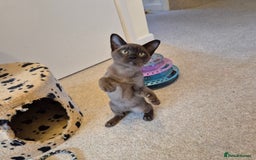 Burmese cats for sale: Gorgeous Pedigree Female Burmese Kittens - Image 6