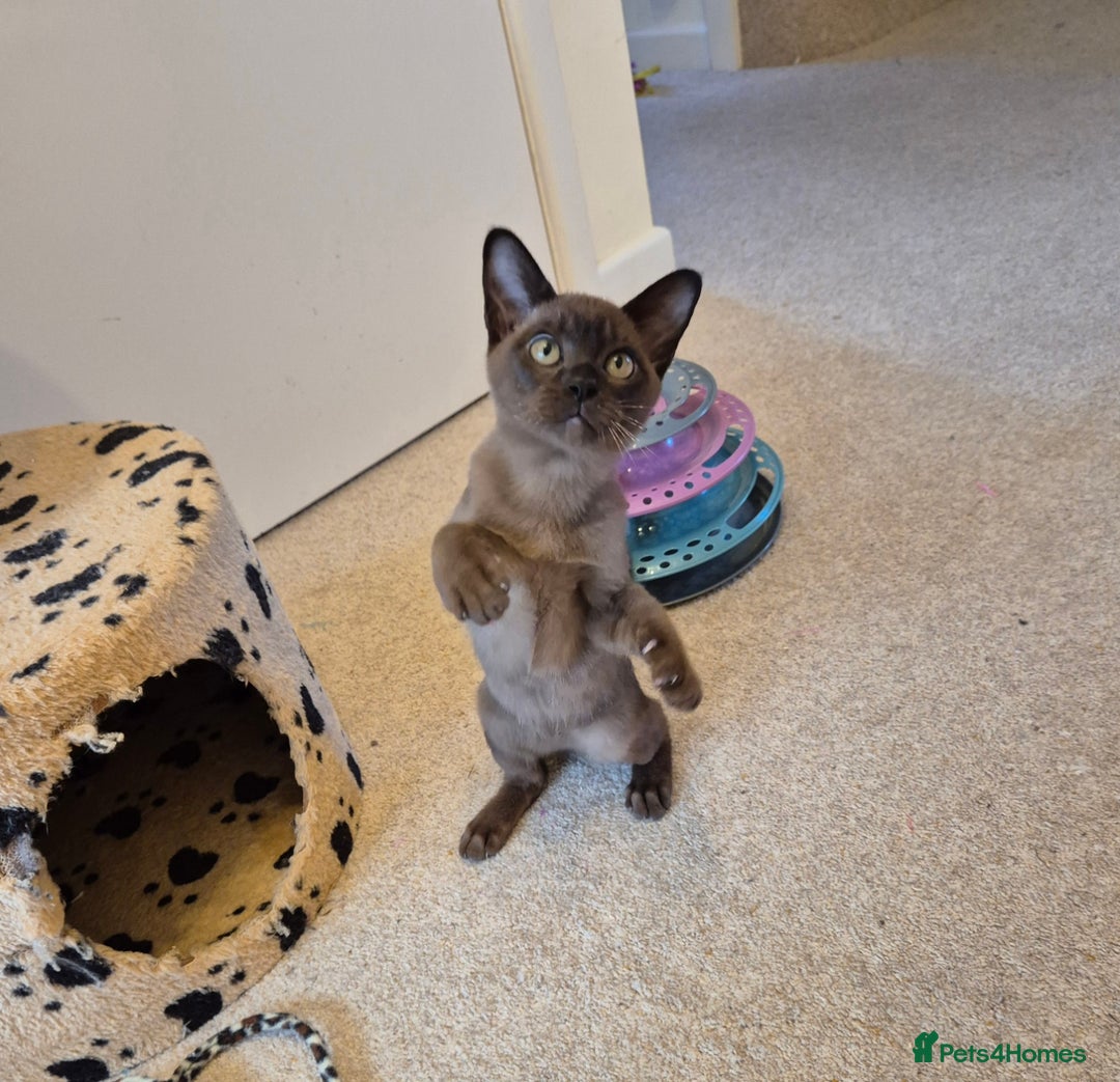 Burmese cats for sale: Gorgeous Pedigree Female Burmese Kittens - Image 6