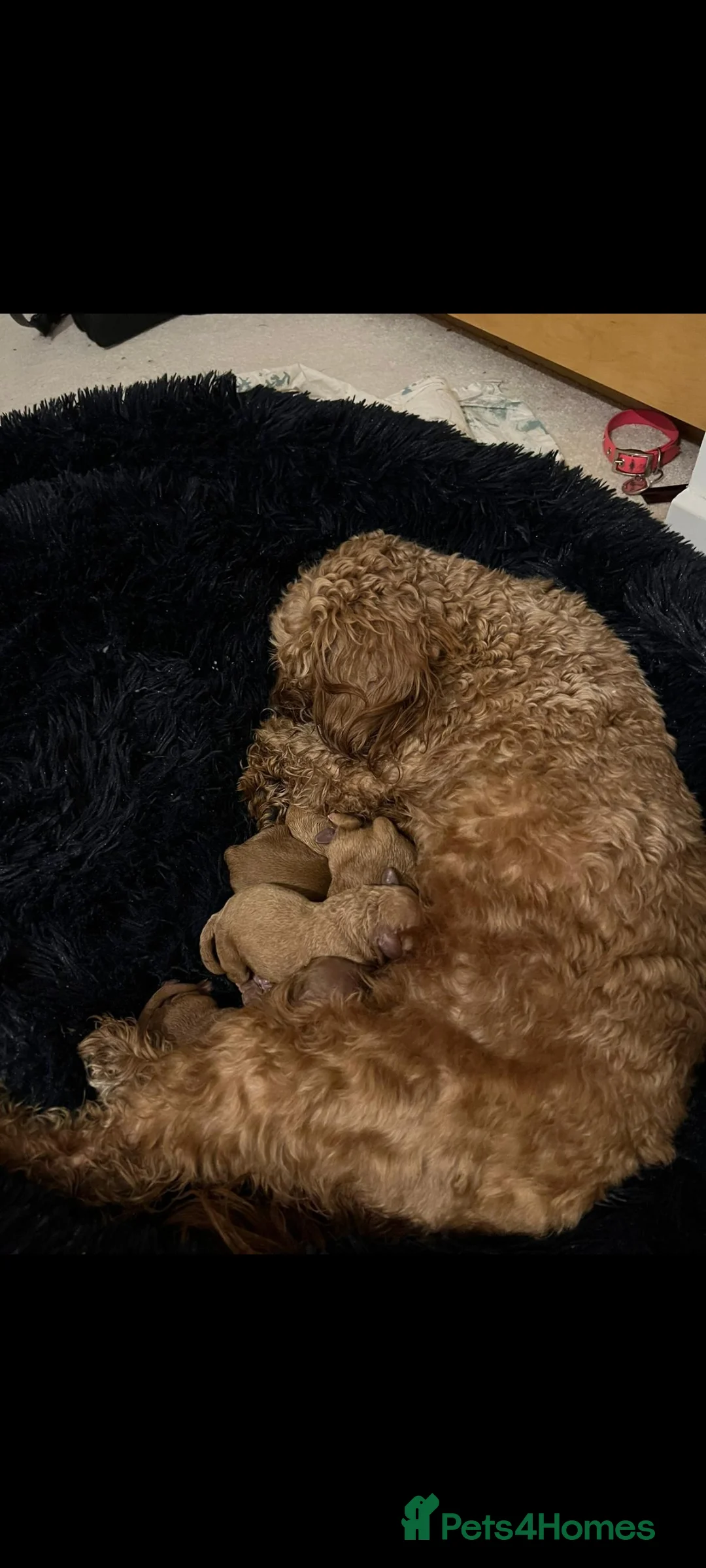 Cavapoo dogs for stud: Experienced, proven and health tested cavapoo stud in London - Advert 18